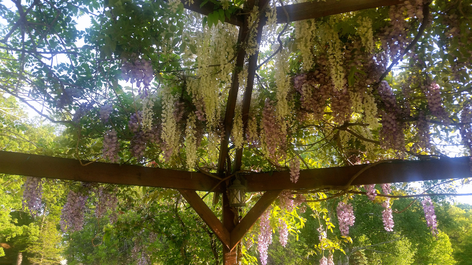 A VIEW OF THE PURPLE, PINK AND WHITE WISTERIA FROM UNDER THE FLOWERING GAZEBO CANOPY